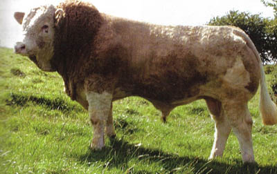 Omorga Prince
