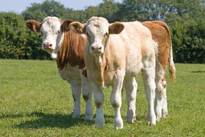 charming calves